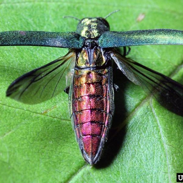 Feds to abandon quarantine of treekilling insect Vermont Invasives